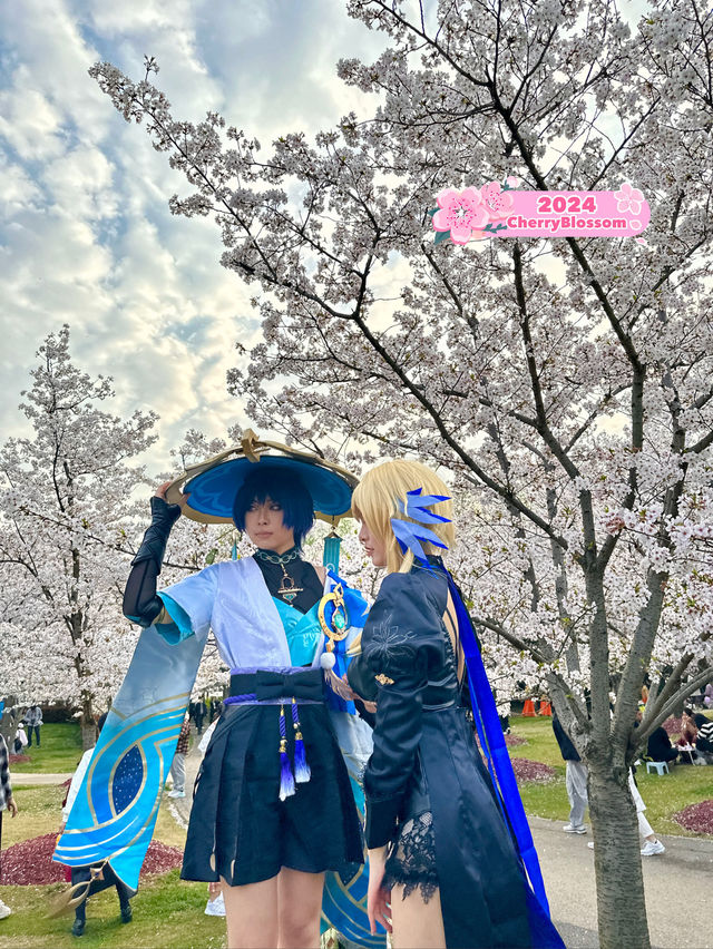 Sakuras making Gucun Park feel like a movie🌸