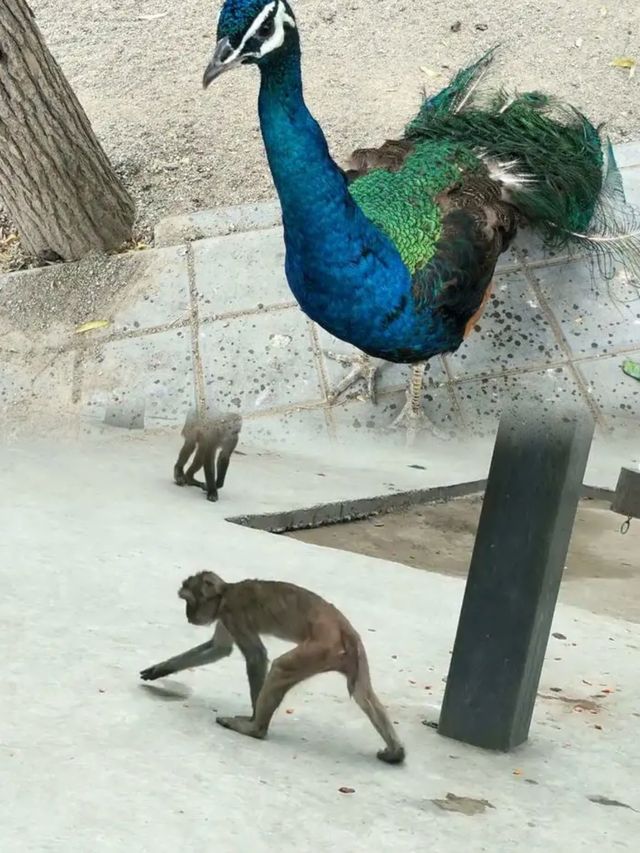 探秘銀川動物園，親子遊必去！