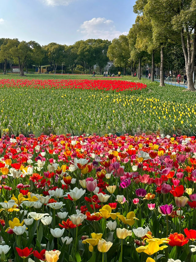 大寧公園的鬱金香真的太出片了