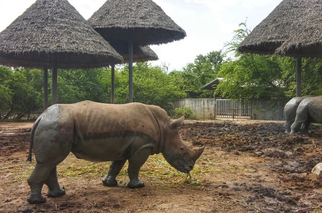 遊玩曼谷野生動物園