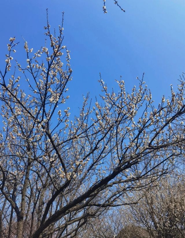 十里梅花香雪海🌸快來蘇州香雪海解鎖滿園「梅」好時光！！