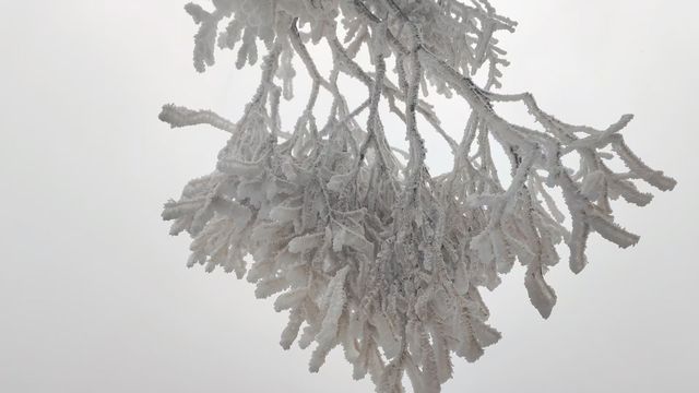 走啊！上春山～光雾山展示真正的“春山雪”