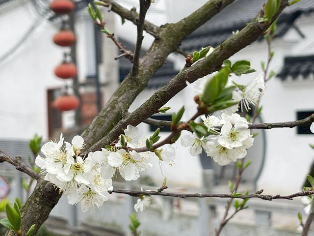 武漢1h湖北大冶沼山村｜陶淵明詩裡的“桃花源”