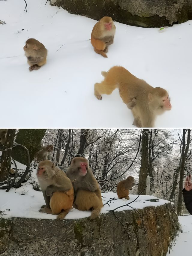 探索冬日仙鏡!“江西廬山”被譽為“南方賞雪天花板” 探索冬日仙鏡!“江西廬山”被譽為“南方賞雪天花板”