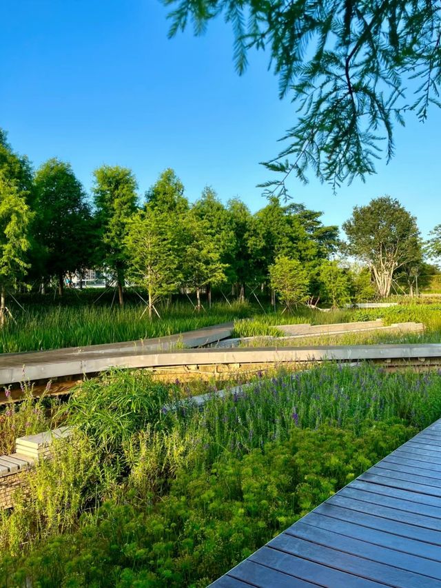 深圳桂灣公園｜城中“水廊道”