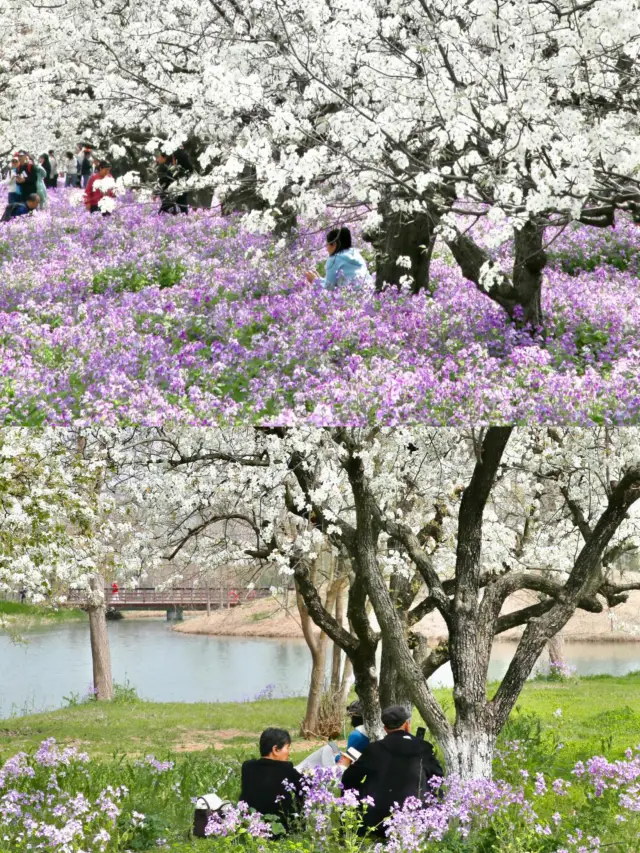 Regret comes too late! A hidden gem of a floral city in Jiangsu that's severely underrated