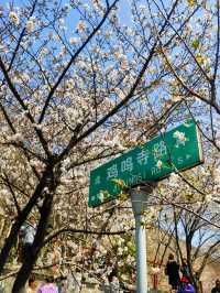 雞鳴寺的櫻花開了南京玩得可真花～