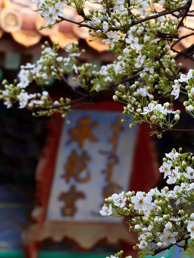 Spring Majesty at the Palace Museum🌸🏰