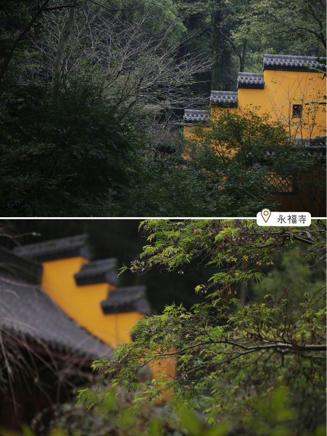 Beyond the Lingyin Temple, I recommend two serene spots for appreciating osmanthus. They are perfect for those who follow the Buddhist way of life, enjoy petting cats, and savor temple coffee.