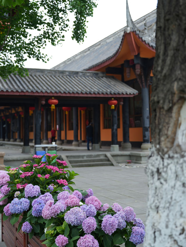 The ancient temple, surrounded by oleanders, on the outskirts of Chengdu remains undiscovered...