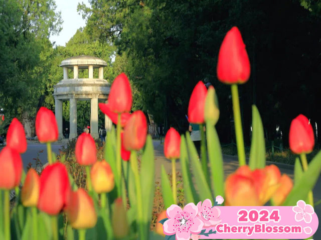 🌺 Zhongshan Park's Floral Splendor  