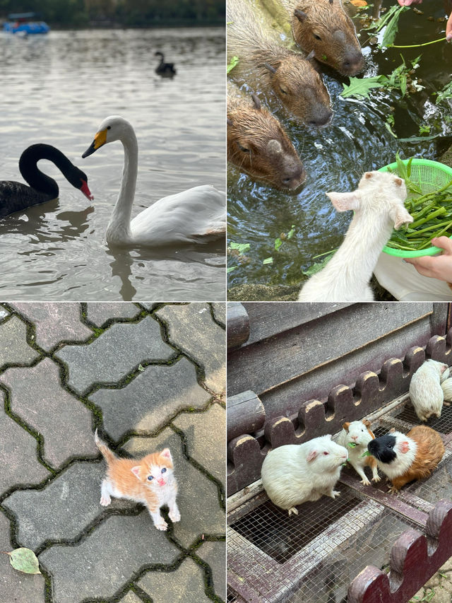 上海周末遛娃好去處野生動物園一日遊攻略