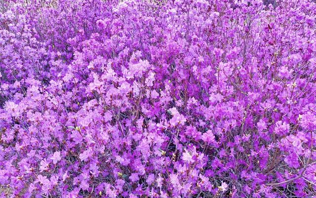 興安杜鵑第一枝：扎蘭屯今年的花季來得更早一些
