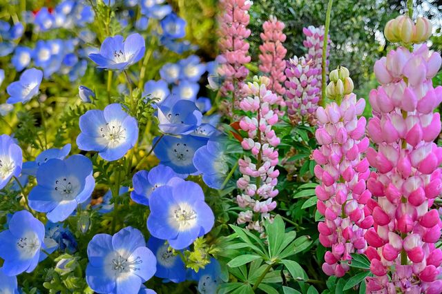 現實版莫奈花園‖上海共青森林公園 現實版莫奈花園‖上海共青森林公園