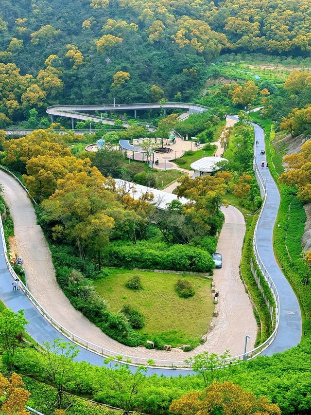 廈門健康步道林海線-五月必看的相思樹花海