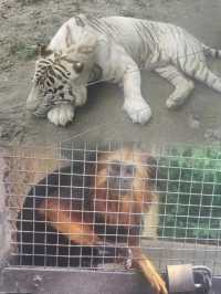 上海野生動物園超實用攻略