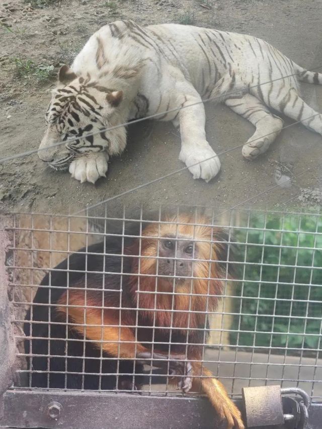 上海野生動物園超實用攻略