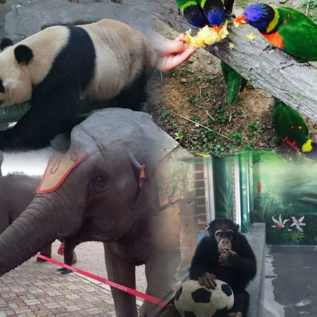 上海動物園超實用攻略來啦