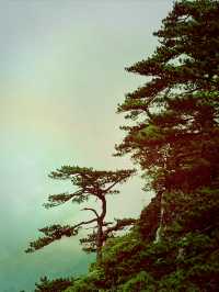 龍泉山絕壁奇松--媲美黃山