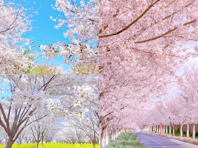 古柏渡豐樂櫻花園