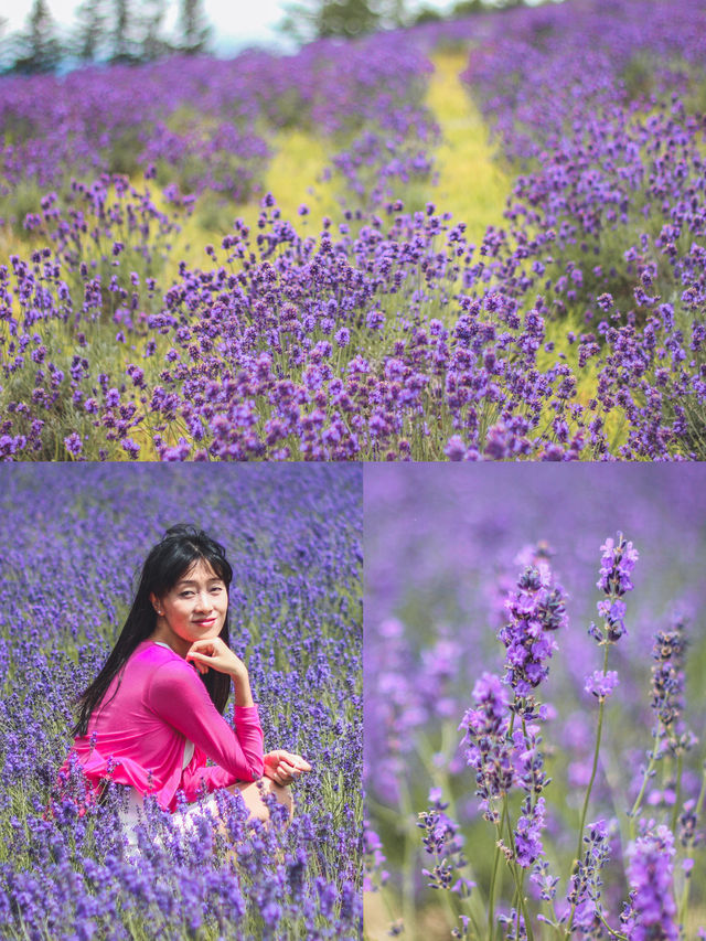 這個盛夏來北海道賞花：富良野薰衣草全攻略