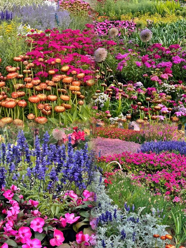 海淀公園，北京的莫奈花園，露營與花海的完美融合