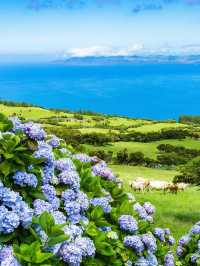 葡萄牙仙境Azores ,欧洲夏威夷名不虛傳！