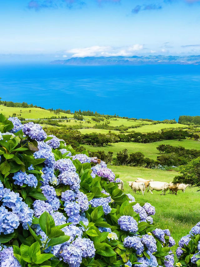 葡萄牙仙境Azores ,欧洲夏威夷名不虛傳！