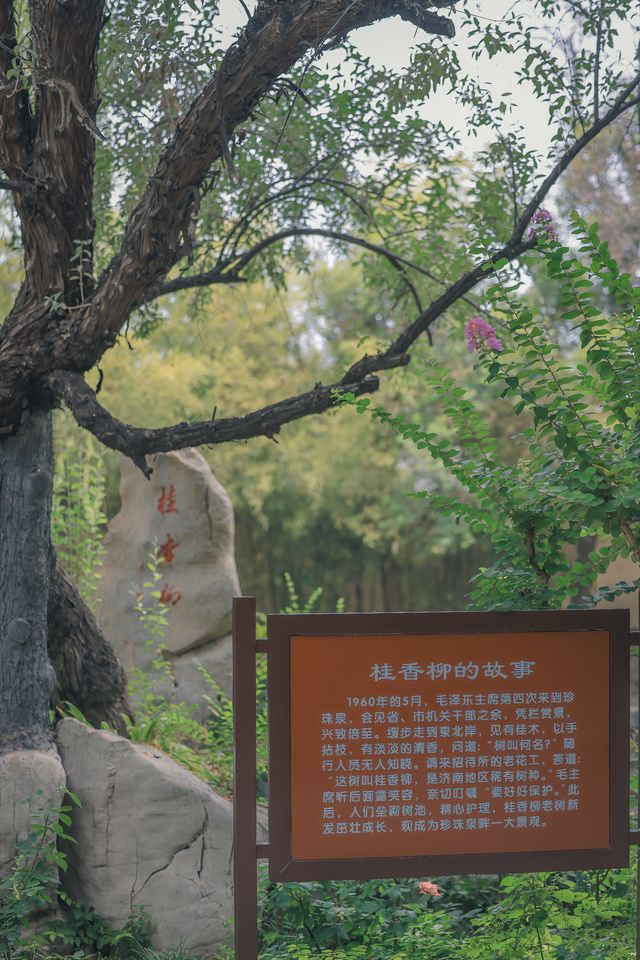 珍珠泉｜玉輪滾滾無時已，珠顆涓涓盡日生
