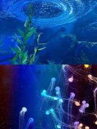 為了這一眼 我願意每年都來海洋館