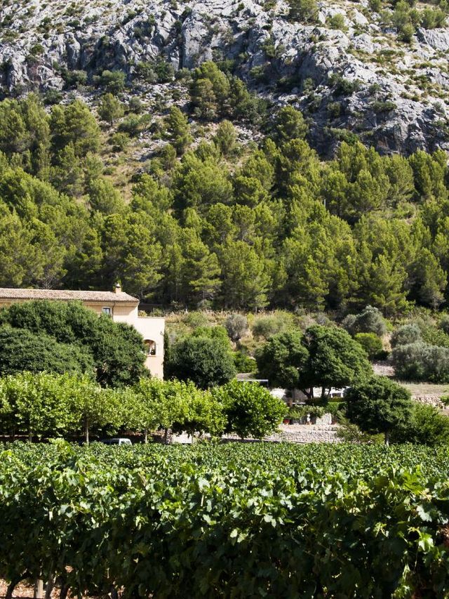 🌟 Balearic Bliss: Top Pollensa Hotel Pick 🌊🛏️