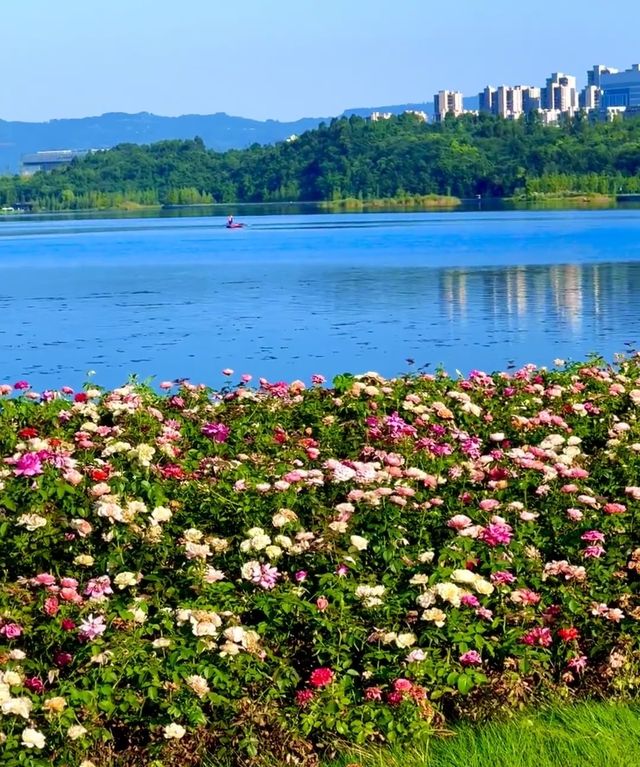 這次沒被騙成都興隆湖的花海巨巨巨巨美！！