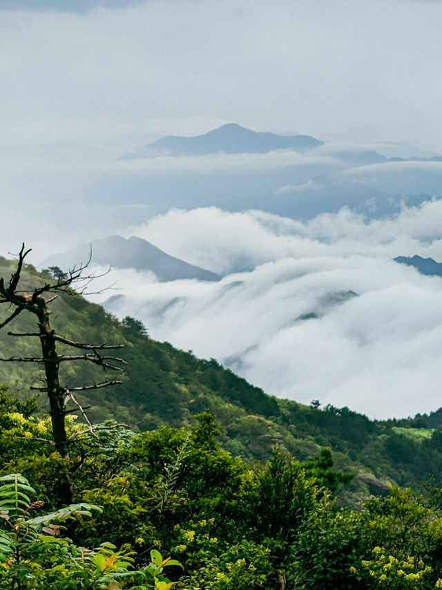 每次登山都能遇到雲海。