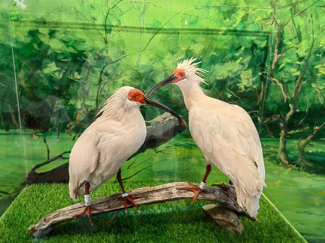 秦嶺野生動物園。