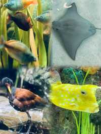 謝德水族館（Shedd Aquarium）旅遊攻略。