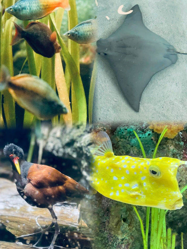 謝德水族館（Shedd Aquarium）旅遊攻略。