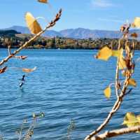 The Wanaka tree such a big and high rise trees 