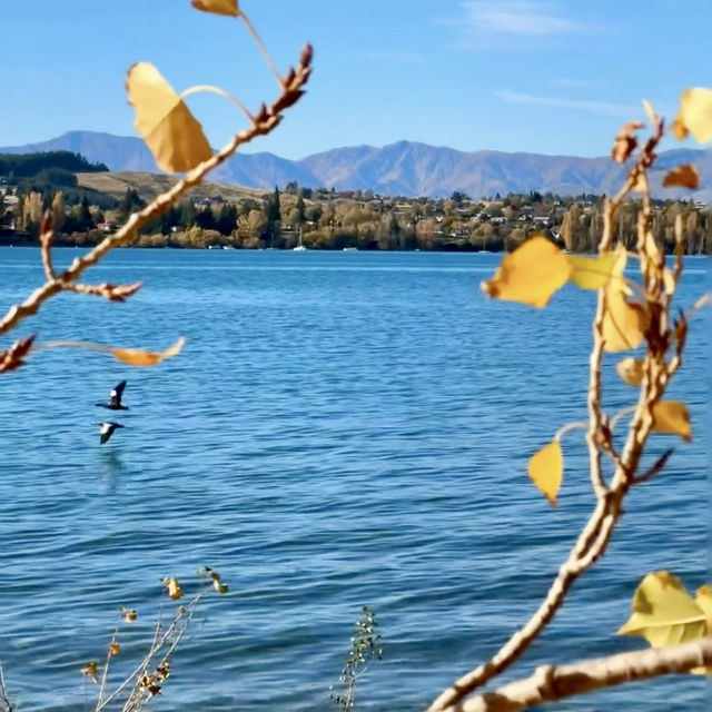 The Wanaka tree such a big and high rise trees 