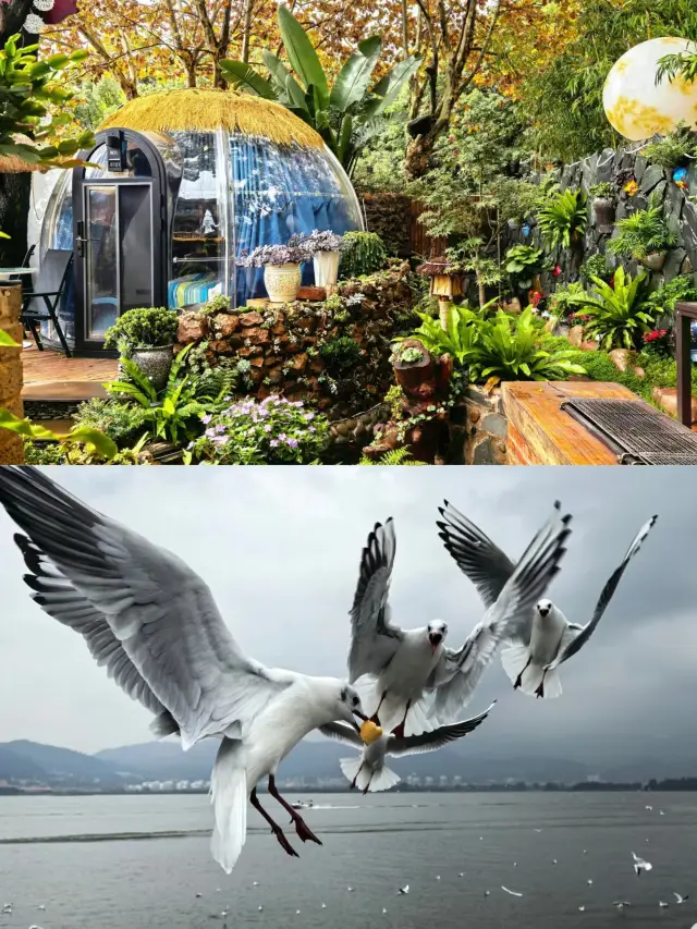 쿤밍에서 문만 열면 갈매기를 볼 수 있는 숙소를 자매들에게 공개합니다!