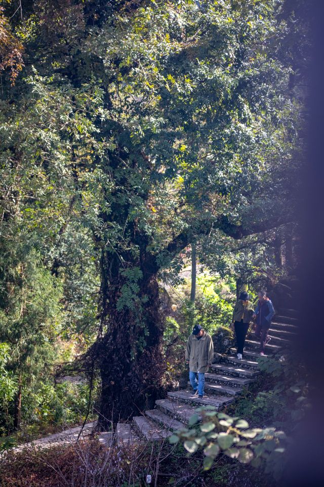 我在武功山下發現了一座百年古樹村。