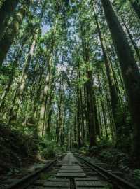 行山秘笈—日本屋久島等你來。