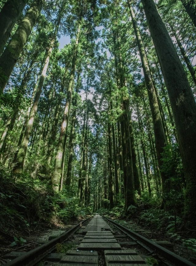 行山秘笈—日本屋久島等你來。