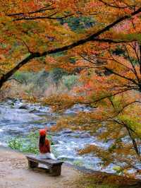 本周實拍香嵐溪楓葉紅了，可以衝了。