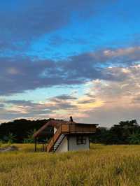 與愛同行在金色田野‖禾美農場採摘園。