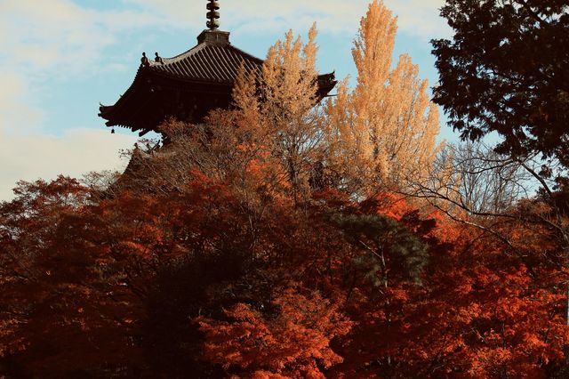 京都紅葉極推薦「真如堂」
