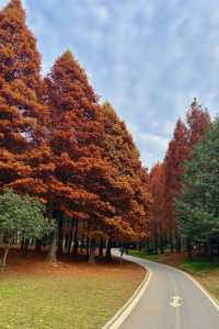 冬日一抹暖色，花溪紅樹林的季節邀約