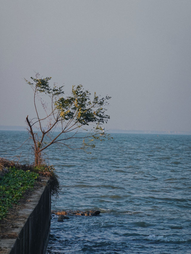 上海青浦｜誰還沒看過銀杏季的報國寺