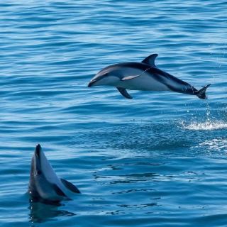 A Romantic Encounter in Kaikoura