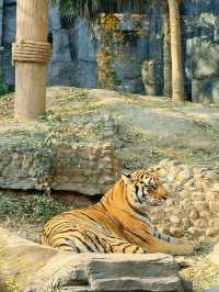 冬季反向遊 | 來杭州野生動物園與動物親密互動（附攻略）