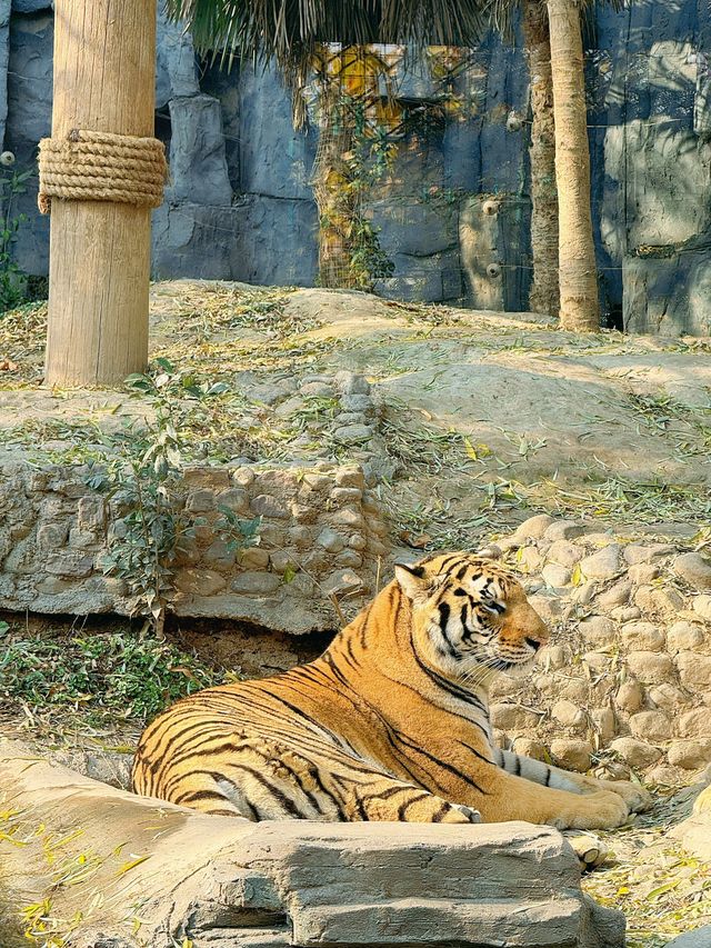冬季反向遊 | 來杭州野生動物園與動物親密互動（附攻略）